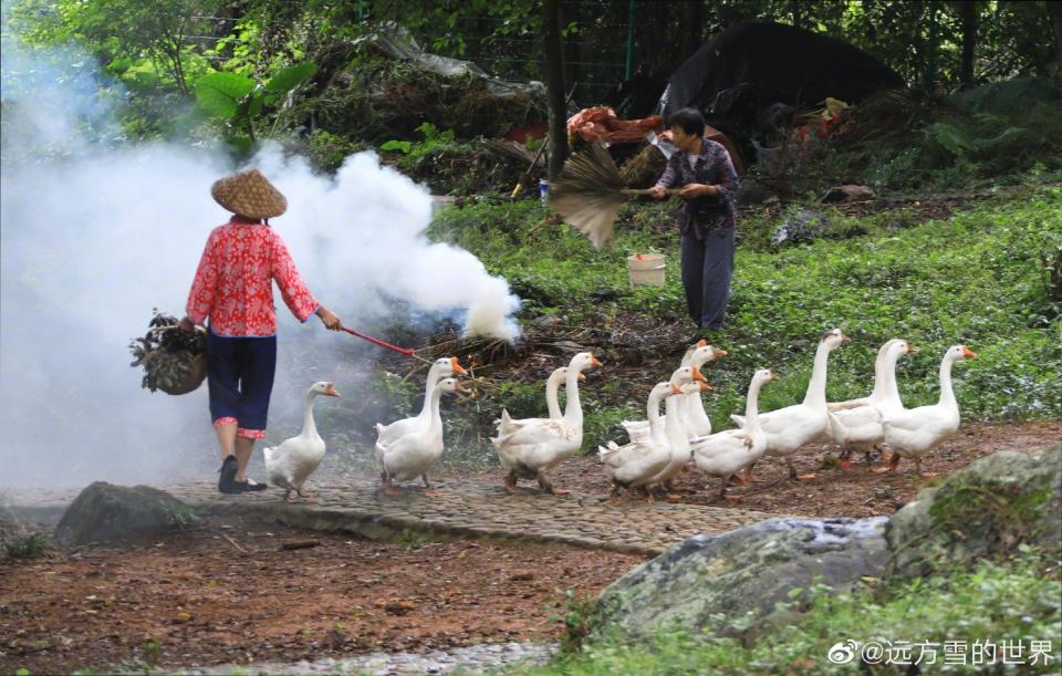 A woman herds geese in Xiapu county while a man fans a fire with smoke plumes in the background.