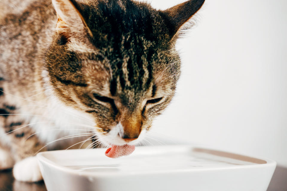 貓咪喝水量足夠有助於維持身體健康。示意圖來源：Getty Images