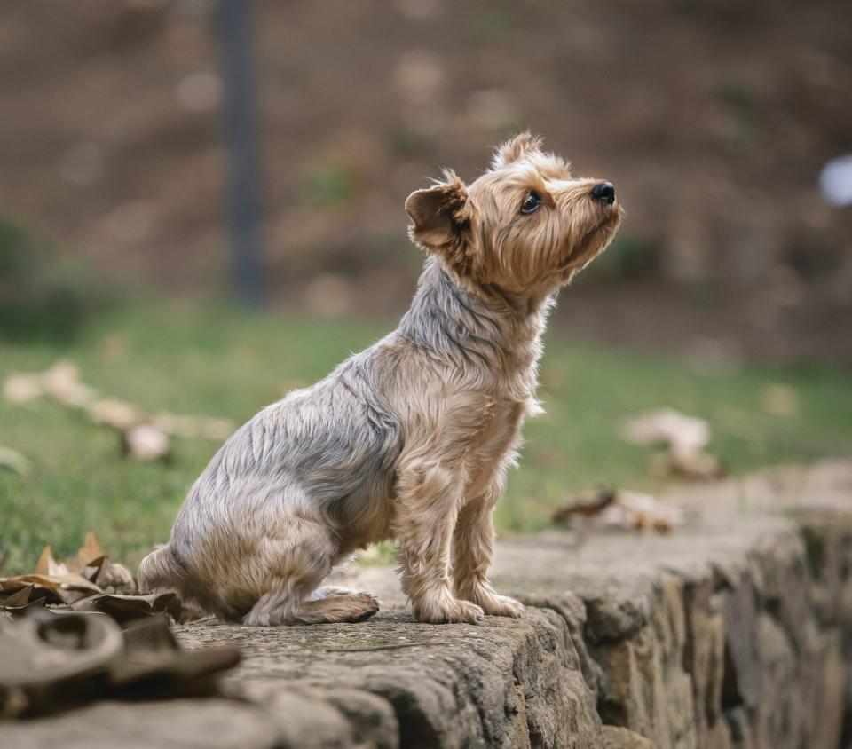 yorkshire terrier