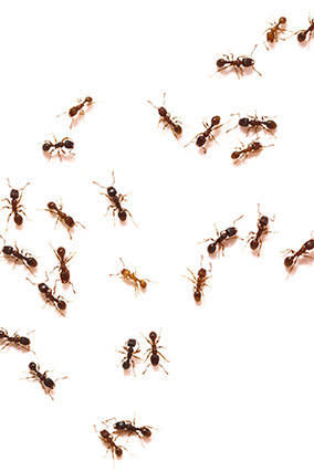 Spring and summer often bring ant invasions into homes, and while some of the natural deterrents we've heard about -- especially flour and pepper -- can be messy, a spritz of white vinegar is not and can work just as well. Spray it directly into cracks, around baseboards, on countertops or anywhere ants tend to crawl.