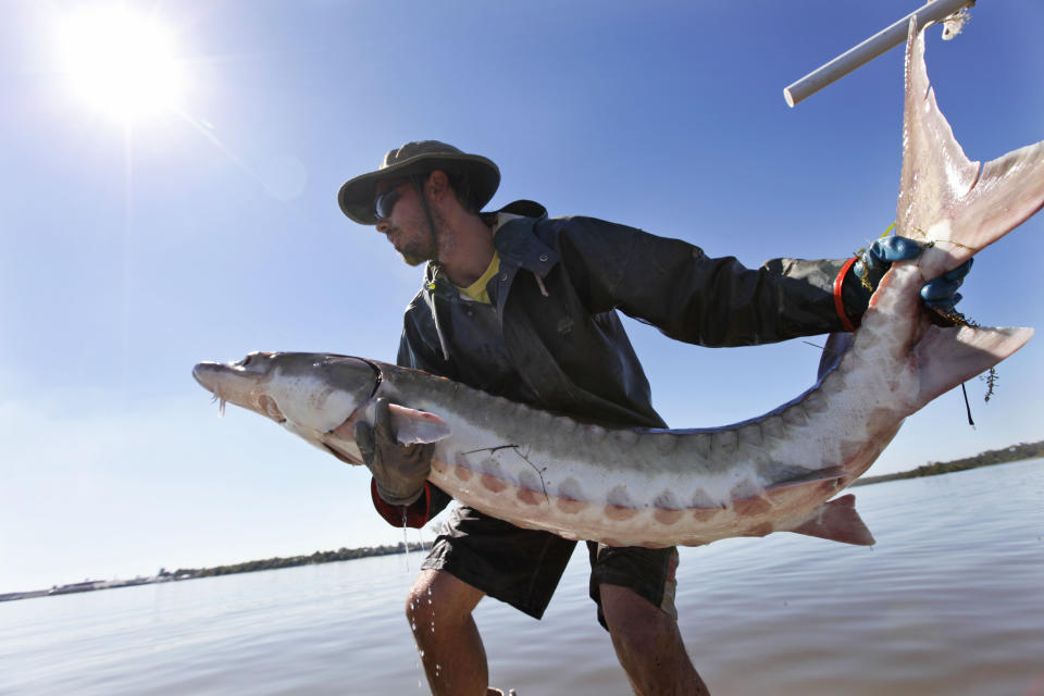 FILE - In this Oct. 8, 2010 file photo, Virginia Commonwealth University graduate student Matt Balazik prepares to toss a 70-pound Atlantic sturgeon into the James River near Charles City, Va. Balazik is a sturgeon census taker, using electronic tracking devices to monitor the movements of the armor-plated fish. (AP Photo/Steve Helber)