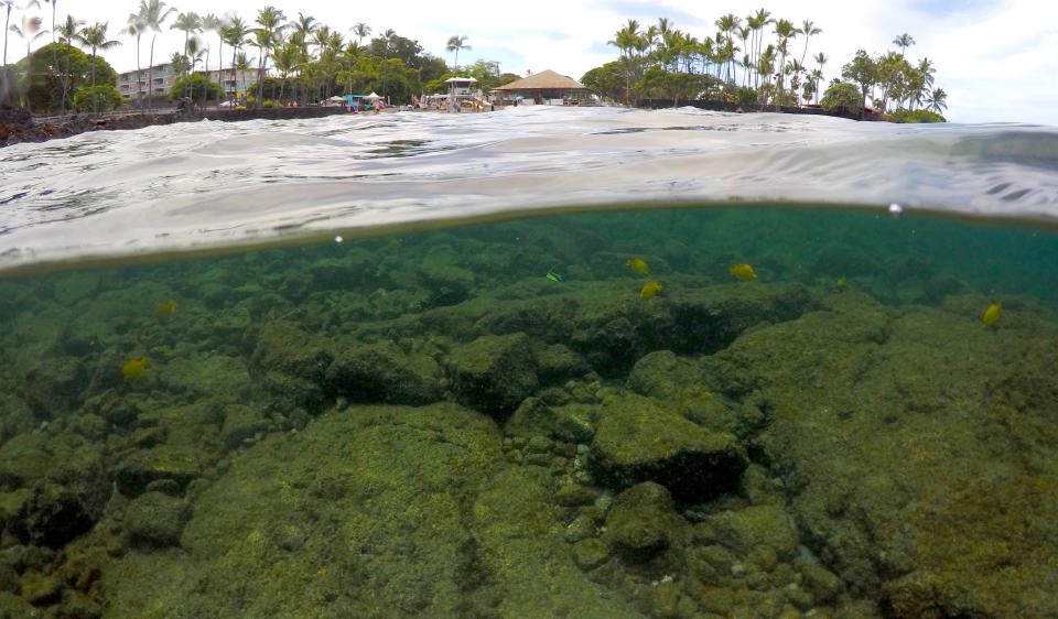 In this Sept. 12, 2019 photo, fish swim near bleaching coral in Kahala'u Bay in Kailua-Kona, Hawaii. Coral reefs are vital around the world as they not only provide a habitat for fish _ the base of the marine food chain _ but food and medicine for humans. They also create an essential shoreline barrier that breaks apart large ocean swells and protects densely populated shorelines from storm surges during hurricanes. (AP Photo/Caleb Jones)