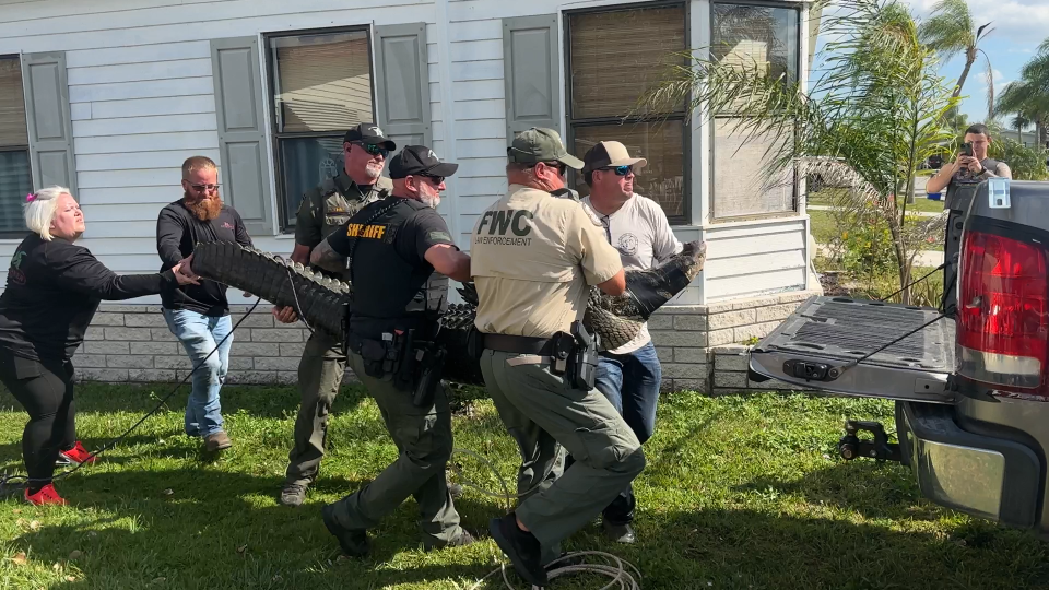 Wildlife officials load a captured gator into a truck after it killed an 85-year-old woman in Fort Pierce, Florida. / Credit: St. Lucie County Sheriff's Office