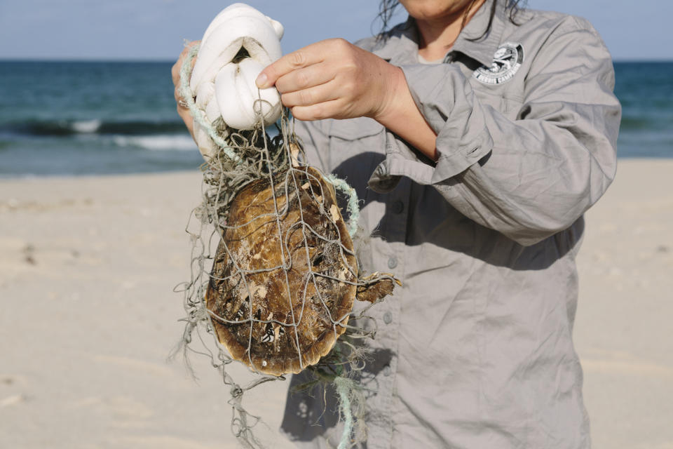 Against a beach backdrop, a volunteer holds up a dead sea turtle found entangled in netting. 