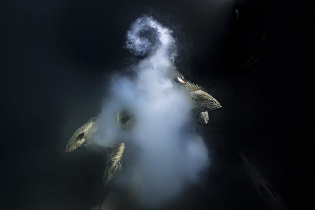 (Laurent Ballesta/Wildlife Photographer of the Year) (PA Media)