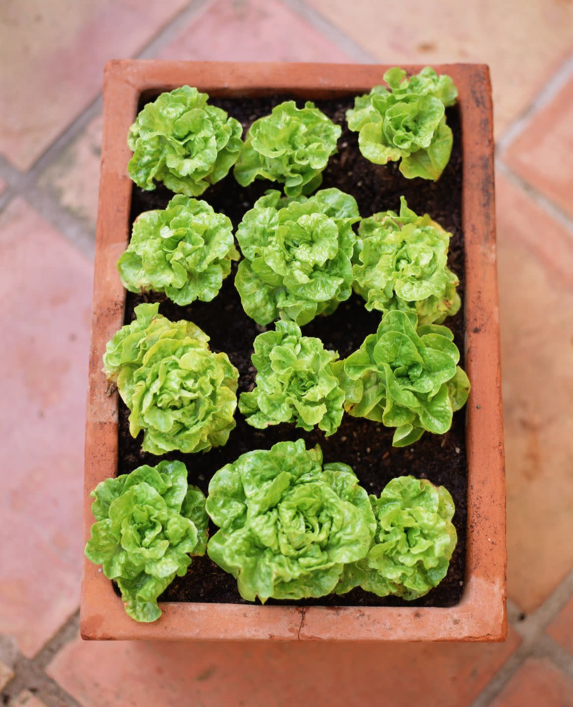 container gardening vegetables lettuce