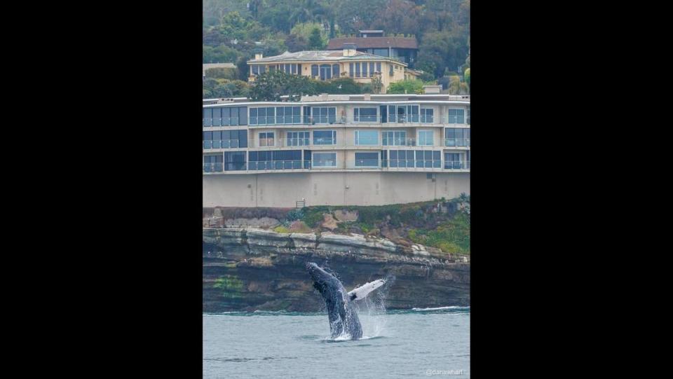 Another photo shows the humpback whale leaping out of the water.