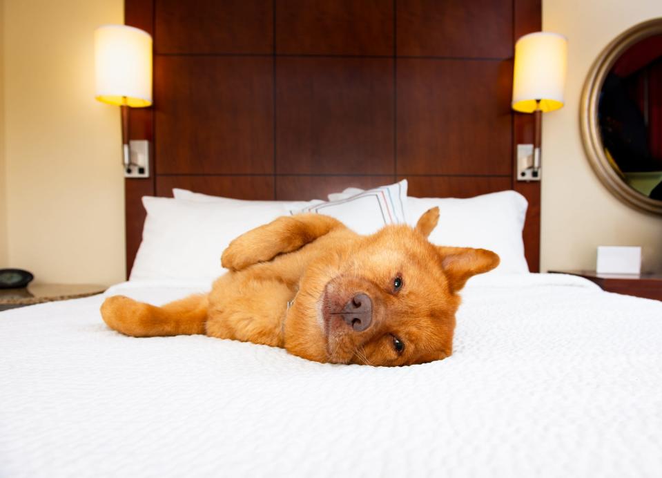 According to its website, Red Roof welcomes one pet (under 80 pounds) per guest room free of charge. (You must disclose the pet's presence at check-in.) Call ahead to the individual location if you plan to bring more than one pet.