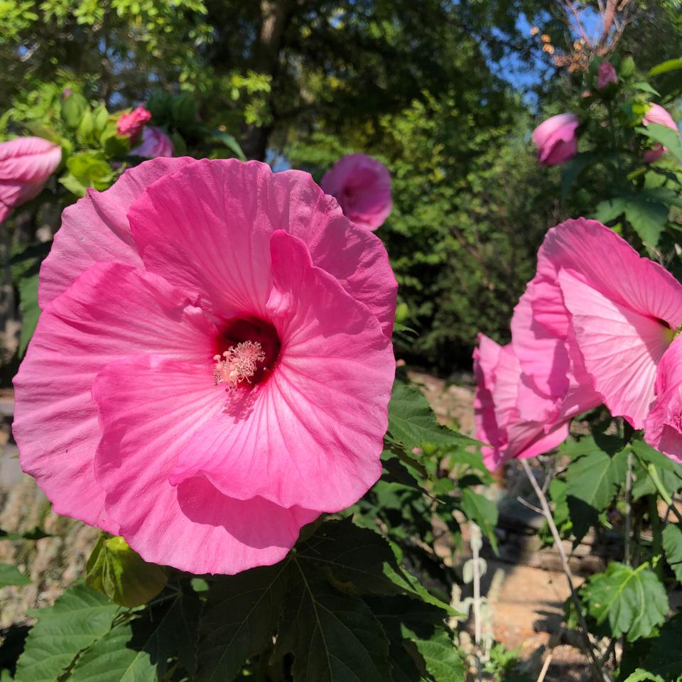 The mid-July flowers are hanging in there at the Staunton Public Library's Sensory Garden on Monday, July 15, 2024. Cooler temps are on their way for the end of the week.