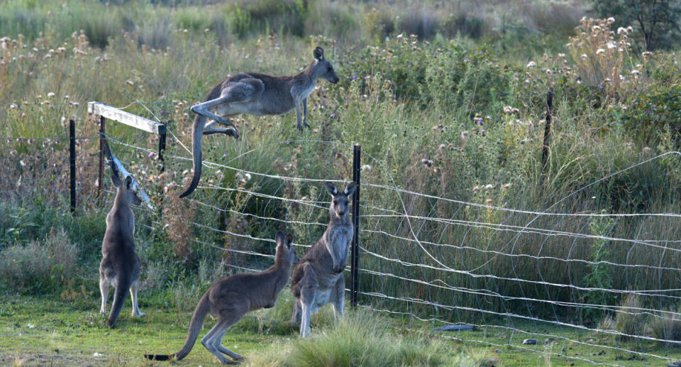 Three kangaroos can be seen at a fence while a fourth jumps over it.
