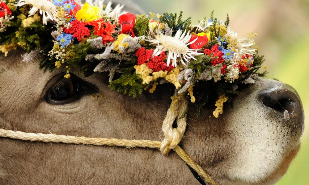 cow with floral crown