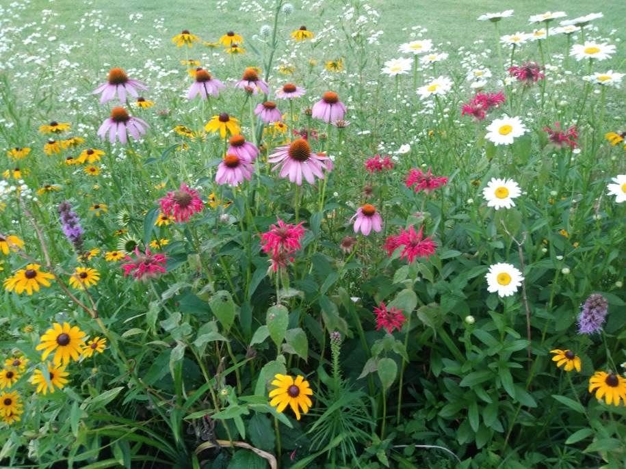 Reggie and Janice Reeves focus on native flowers, grasses and trees at their Murfreesboro home and will open their backyard as part of the Secret Garden Tour.