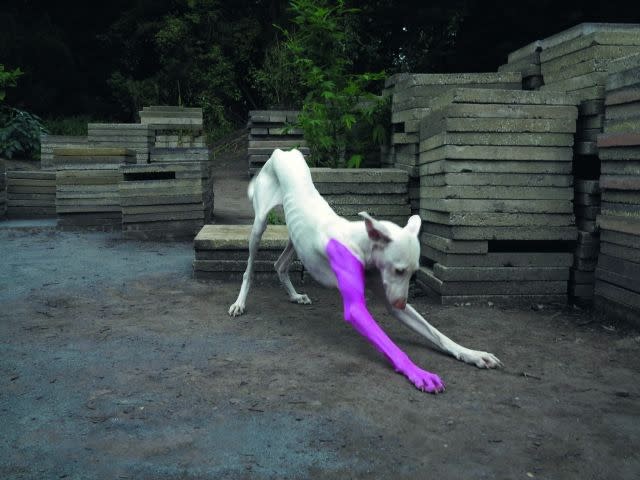 Pierre Huyghe's 'Untilled,' 2011-12 Living entities and inanimate things, made or not made