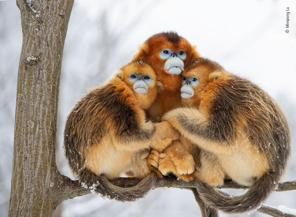 A golden huddle (Minqiang-Lu/Wildlife Photographer of the Year)