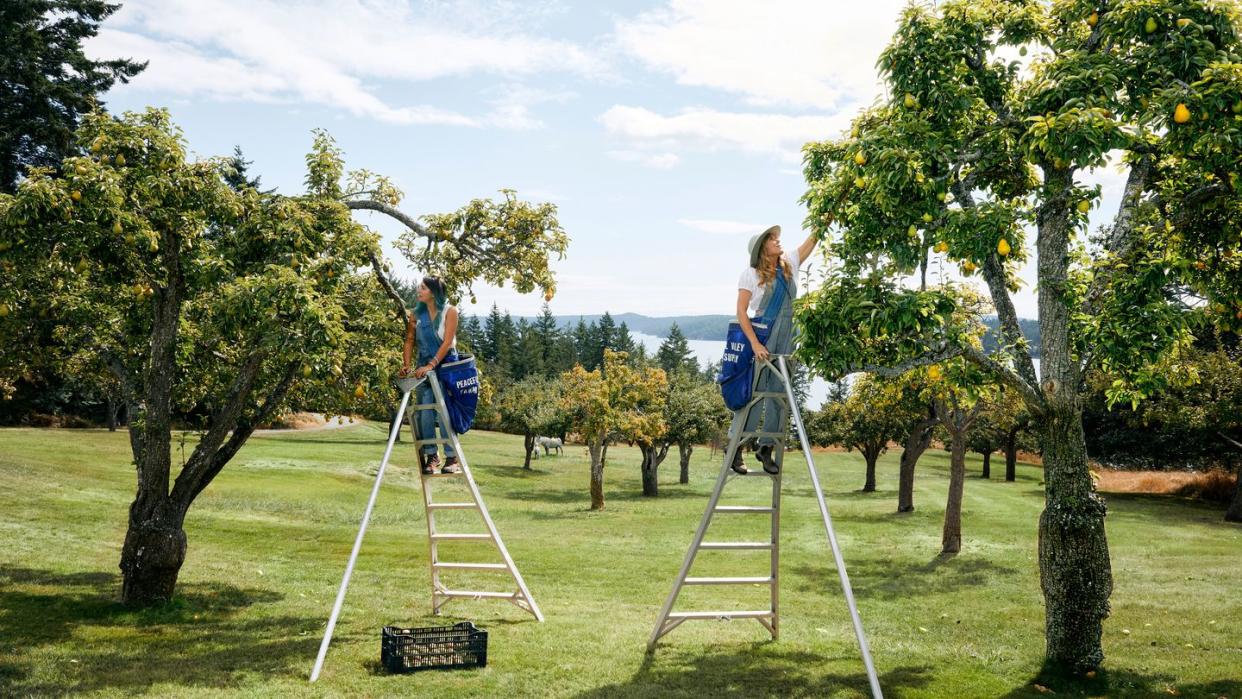 audra lawlor of girl meets dirt collecting pears in her orchard with a colleague