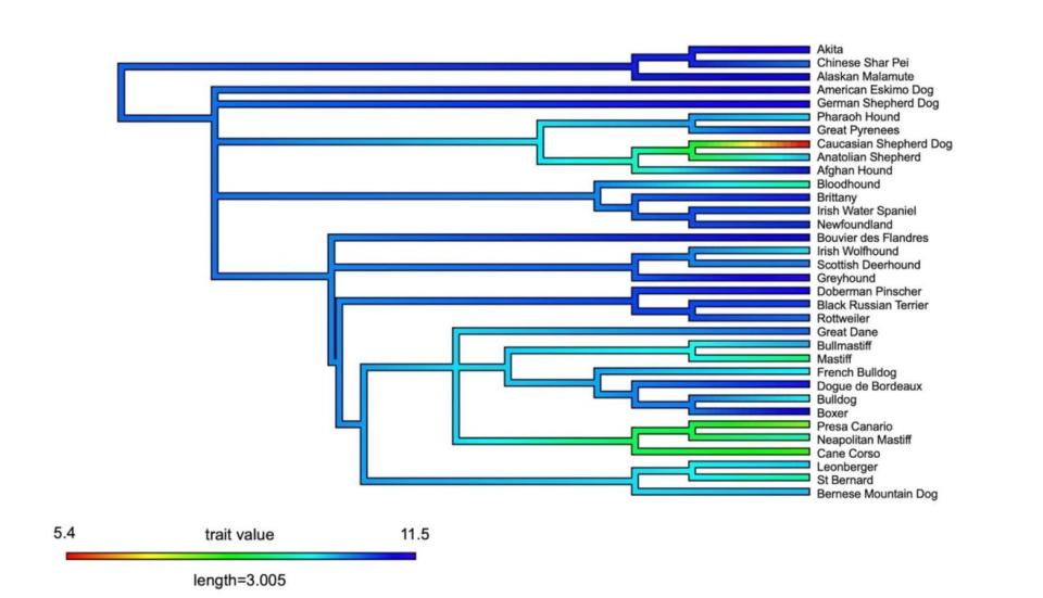 Median lifespan of the lowest quartile of breeds plotted onto the breed phylogeny