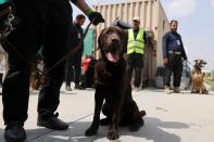 <p>Estos animales ahora están siendo alimentados, cuidados y entrenados. El objetivo es que terminen trabajando en las instalaciones del aeropuerto. (Photo by KARIM SAHIB/AFP via Getty Images)</p> 