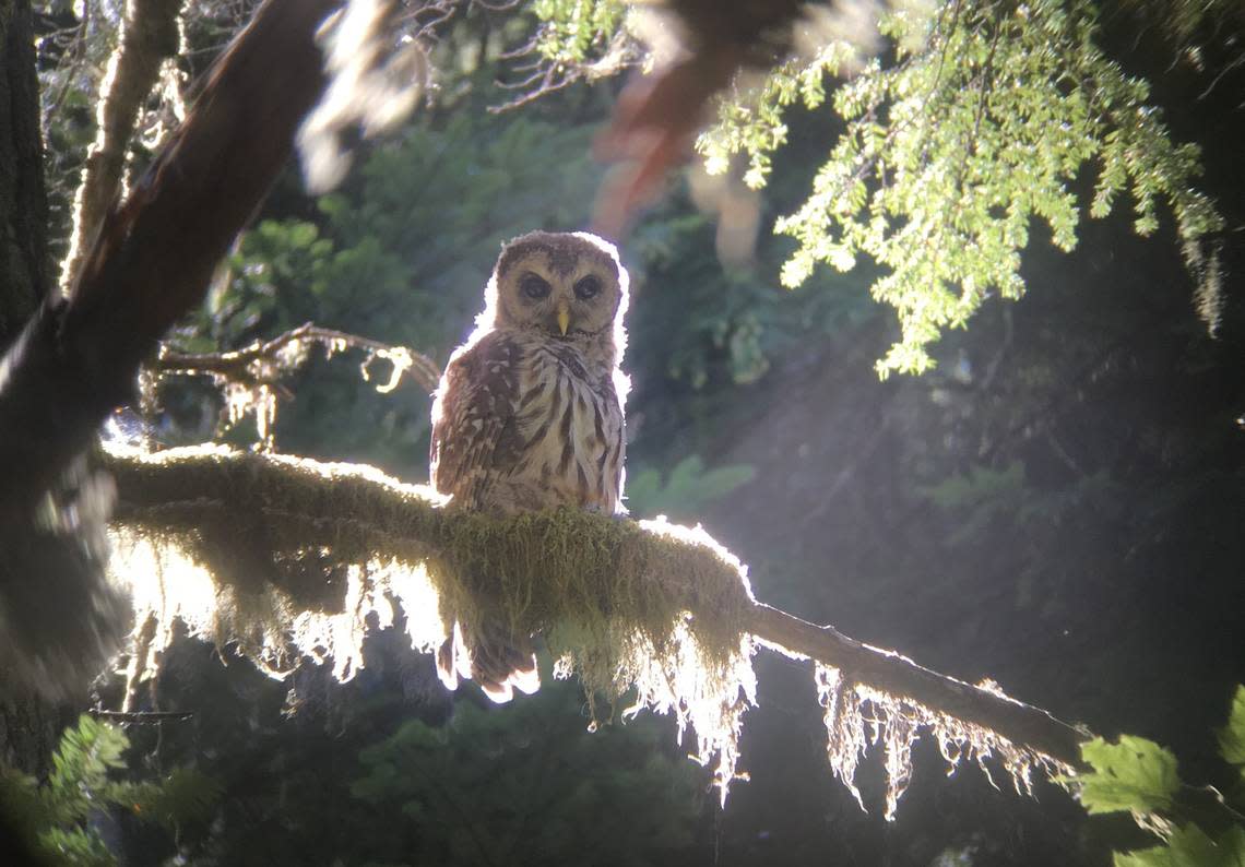 A barred owl photographed through binoculars at the Mount St. Helens National Volcanic Monument. Courtesy/WDFW