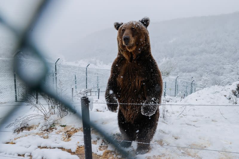 Brown bears at a bear sanctuary covered with the first snow, in Mramor