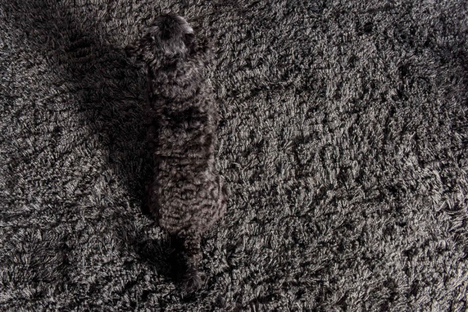 Marley totally vanishes into the Ikea rug his owners bought. Source: Caters