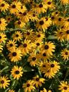 <p>These charming plants look like sunny faces! <a href="https://www.amazon.com/Black-Planting-Exotic-Garden-Flowers/dp/B08VQ8RXD5/?tag=syn-yahoo-20&ascsubtag=%5Bartid%7C10050.g.4662%5Bsrc%7Cyahoo-us" rel="nofollow noopener" target="_blank" data-ylk="slk:Black-eyed susan;elm:context_link;itc:0;sec:content-canvas" class="link ">Black-eyed susan </a>can be perennial or annual, so read the tag to be sure about what you're buying. </p>