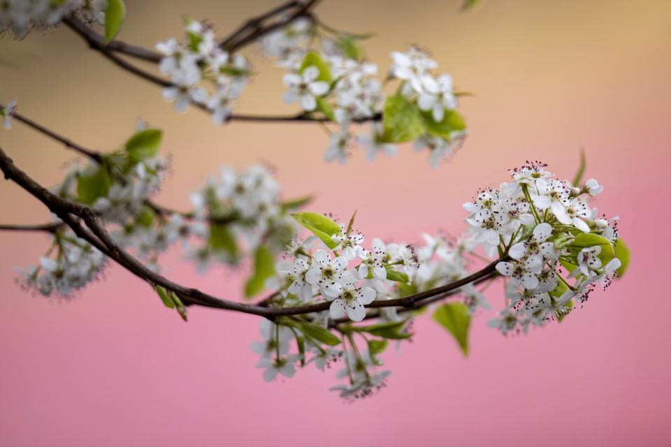 Dogwood blooms along Woodlawn Avenue on the first day of spring in Louisville. March 19, 2020