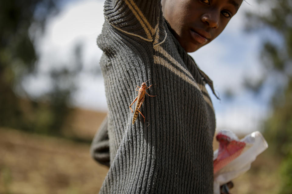 A locust lands on a young girl at a farm in Elburgon, in Nakuru county, Kenya Wednesday, March 17, 2021. It's the beginning of the planting season in Kenya, but delayed rains have brought a small amount of optimism in the fight against the locusts, which pose an unprecedented risk to agriculture-based livelihoods and food security in the already fragile Horn of Africa region, as without rainfall the swarms will not breed. (AP Photo/Brian Inganga)