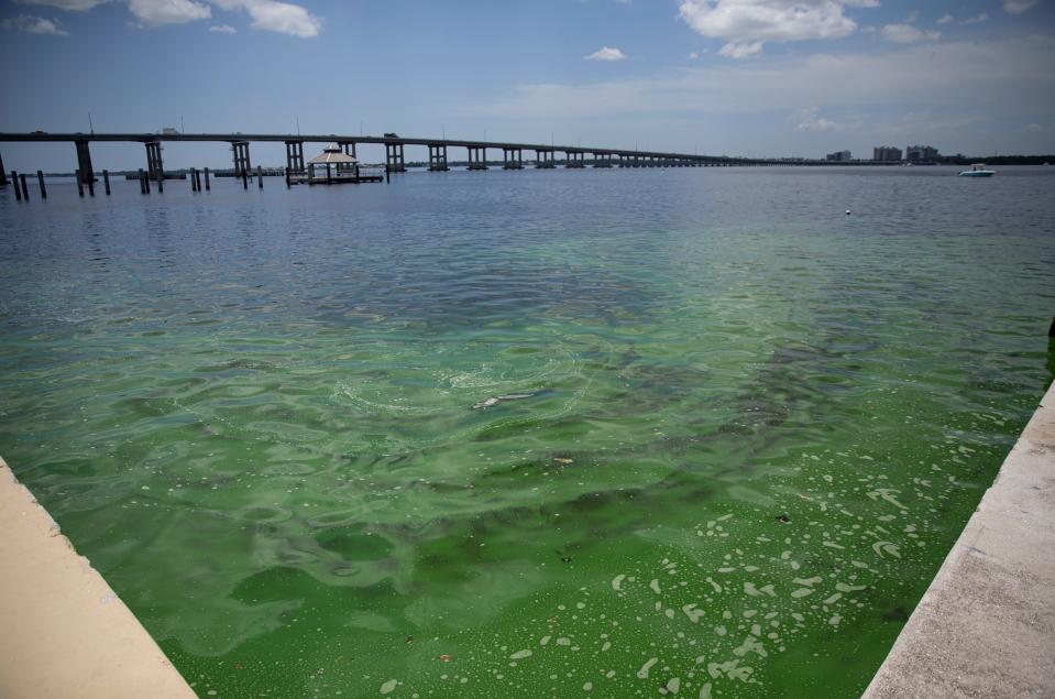 Algae is seen in waters along the bank of the Caloosahatchee River in Fort Myers on Thursday, July 13, 2023. Algae is showing up in parts of the river and canals in Southwest Florida.  