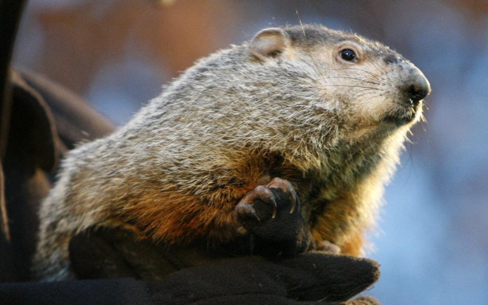 Punxsutawney Phil on Groundhog Day