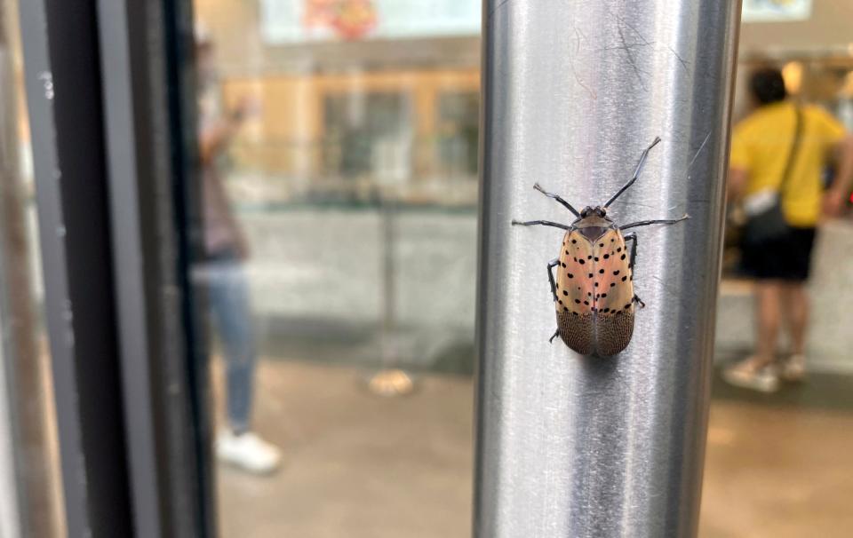 A spotted lanternfly is on a restaurant door handle in lower Manhattan in New York City on Tuesday, August 2, 2022. Agriculture experts say the invasive flying insect pests threaten the country's grape, orchard, nursery, and logging industries.