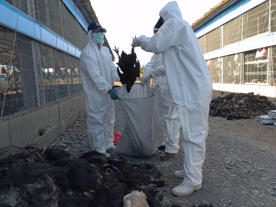 屏東縣動物防疫所人員今天前往鹽埔鄉的養禽場撲殺9583隻黑羽土雞。（圖：屏東動物防疫所提供）
