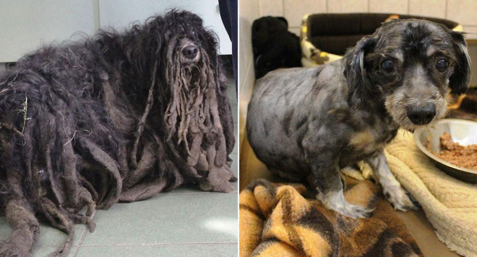 The dog before and after its dreadlocks were cut off (Picture: CEN)