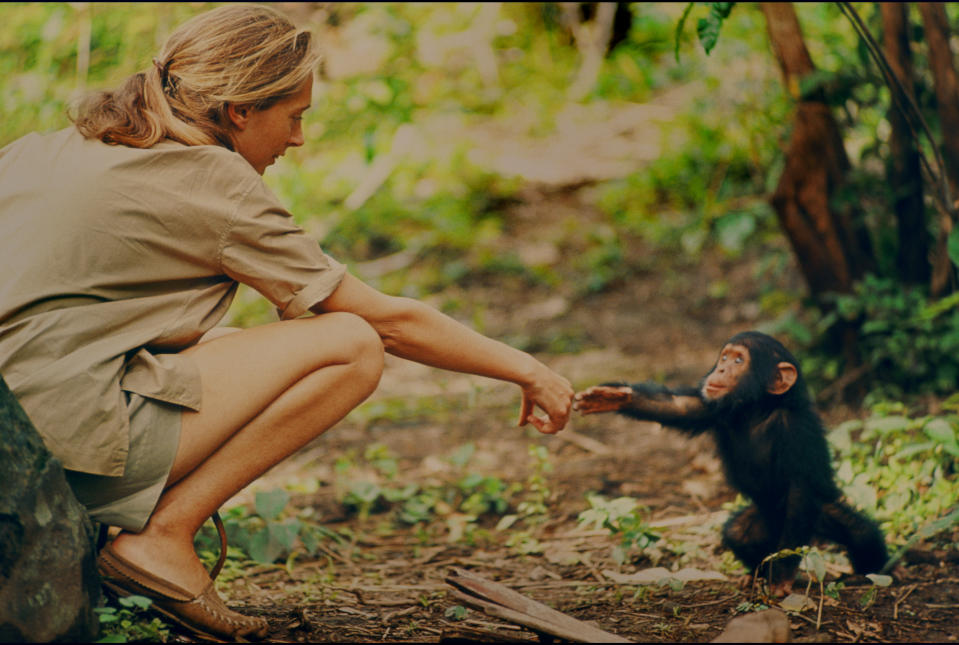 Jane Goodall and infant chimpanzee Flint reach out to touch each other’s hands. Flint was the first infant born at Gombe after Jane arrived. With him she had a great opportunity to study chimp development and to have physical contact, which is no longer deemed appropriate with chimps in the wild. The feature documentary <i>Jane</i> is available on NationalGeographic.com. (Photo: National Geographic Creative/Hugo van Lawick)