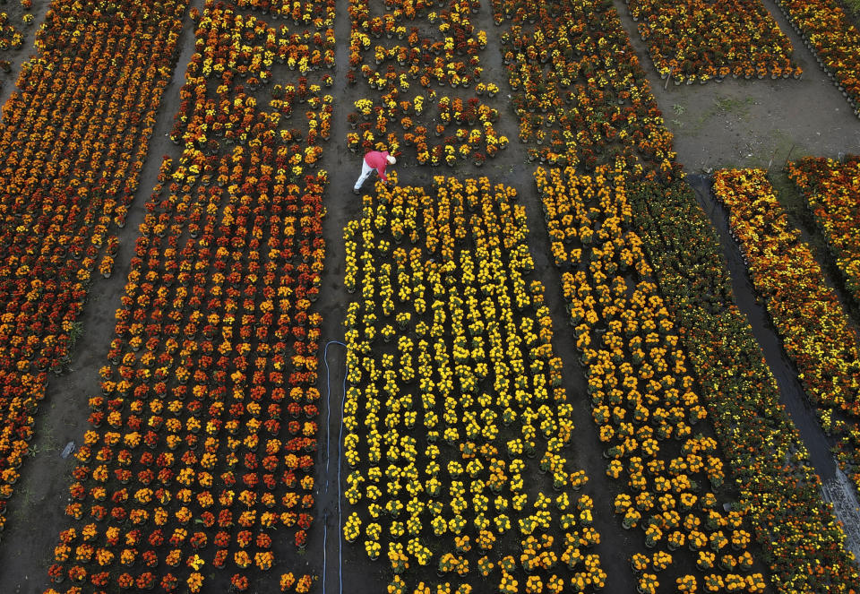 ARCHIVO - John Flores Martínez trabaja en su campo de flores de cempasúchil en una finca en Xochimilco, Ciudad de México, el miércoles 19 de octubre de 2022. El cempasúchil o caléndula mexicana también se conoce como la flor de los muertos y se usa en el Día de Muertos. (AP Foto/Marco Ugarte, Archivo)