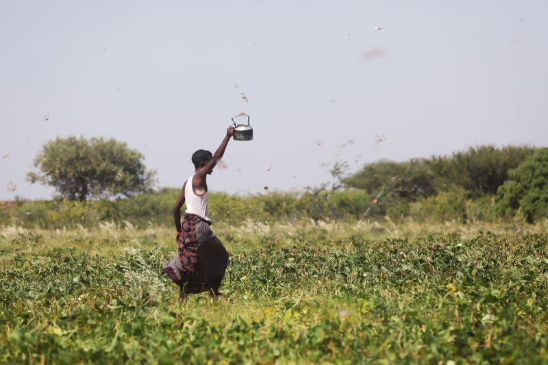 A Somali farmer lifts a kettle as he walks within desert locusts in a grazing land on the outskirt of Dusamareb in Galmudug region