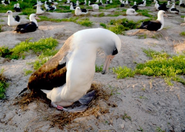 World's oldest-known wild bird returns to lay egg at 64