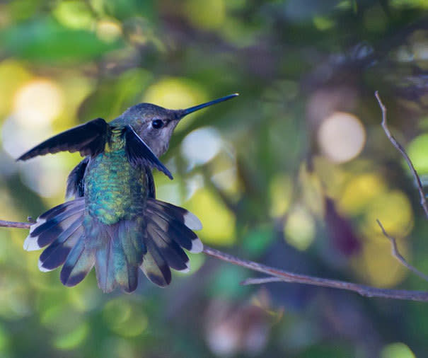 ¿Dónde encontrarlos? Los colibríes viven en América, desde Alaska hasta Tierra del fuego. Pero, puedes encontrar a muchos de ellos inmortalizados en la cuenta de Instagram de Tracy Johnson (@ hummingbirdsxoxo). Y tú, ¿qué animal exótico desearías tener cerca para fotografiar?