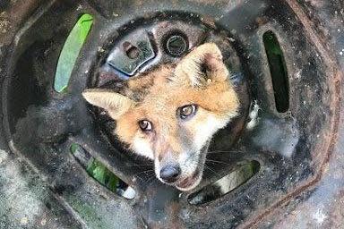 Lucky escape: The fox trapped in the wheel: RSPCA