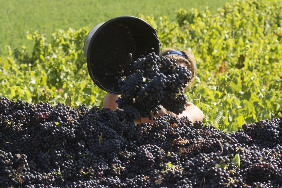 18) Grape harvesting in the Rhone Valley's vineyards