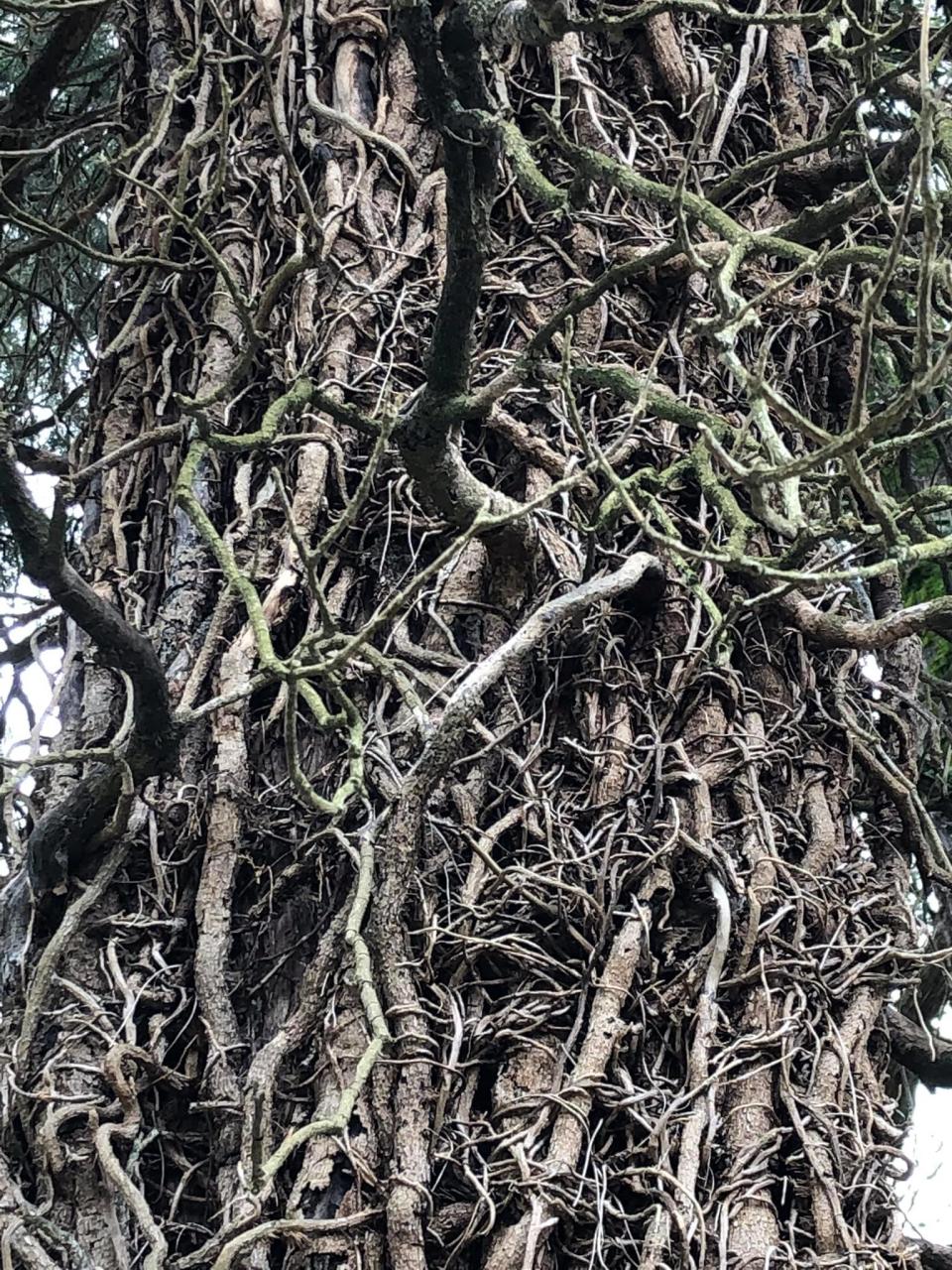 Creepy vines on a tree at Blandford Cemetery in Petersburg.
