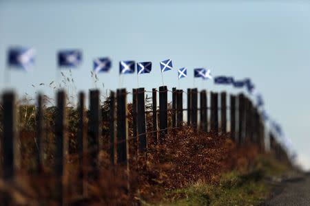 Scottish Saltire flags fly from fence posts near Portree on the Isle of Skye September 17, 2014. REUTERS/Cathal McNaughton