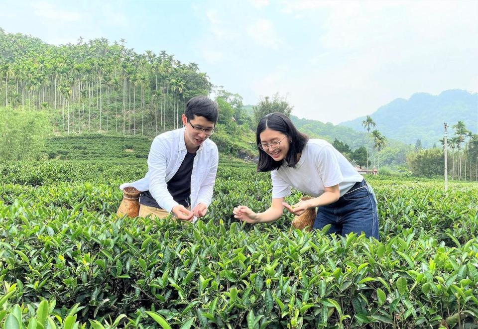 「陶茶之旅」帶領民眾穿梭茶圖，體驗一心二葉採菁的感動。（新北市立鶯歌陶瓷博物館提供）