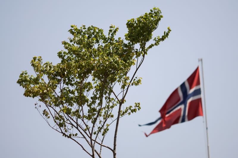 A Jatoba tree, originally from the Amazon, is placed in front of the Norwegian Embassy, during a protest by activists seeking symbolic refugee status for the plant, in Brasilia