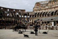 One of the famous Rome's cats passes by, as a concert for the reopening of ancient Colosseum is being presented Monday, Feb. 1, 2021, in a partial lifting of restriction measures aimed at containing the spread of COVID-19. Italy has eased its coronavirus restrictions Monday for most of the country downgrading Lazio and other regions from medium-risk orange zones to lower-risk yellow zones. (Cecilia Fabiano /LaPresse via AP)