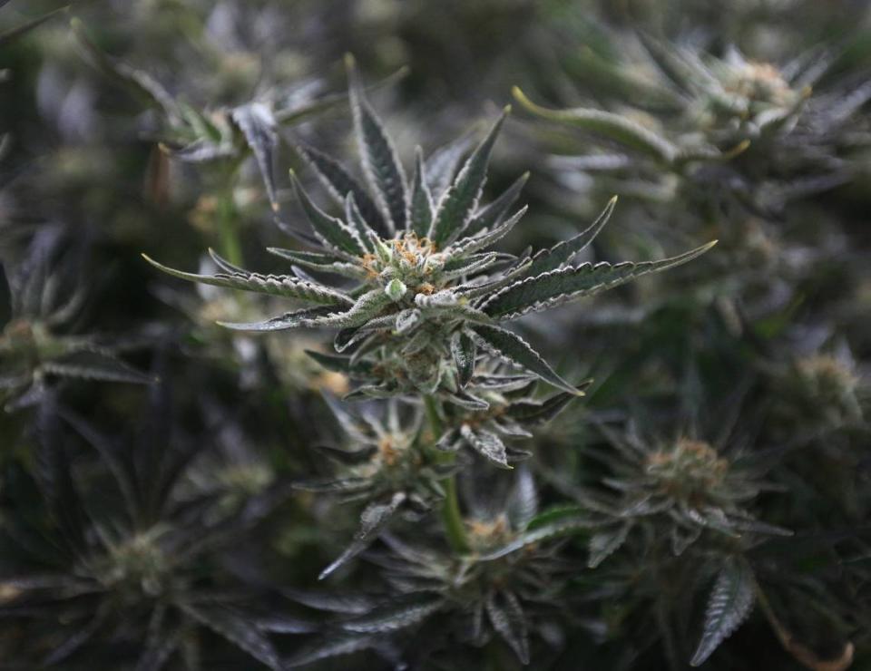 Marijuana plants grow inside one of the many grow rooms at the Curaleaf Homestead Cultivation Facility.