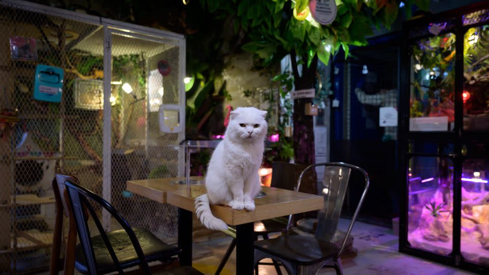 A cat sits on a table at a pet cafe in Seoul, South Korea, on April 2, 2020. - Ed Jones/AFP/Getty Images
