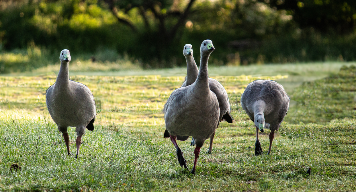 Some farmers believe Cape Barren geese eat four times more than a sheep. Source: Getty (File)
