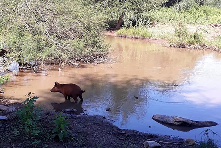 Lugar donde vive una niña de la comunidad Wichi que tomó agua contaminada