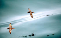 A Northern Fulmar flies over calm seas. Bering Sea, Aleutian Islands, Alaska. © Kevin Schafer / WWF-Canon <br> <a href="http://www.worldwildlife.org/what/wherewework/arctic/" rel="nofollow noopener" target="_blank" data-ylk="slk:To learn more visit worldwildlife.org/arctic;elm:context_link;itc:0;sec:content-canvas" class="link ">To learn more visit worldwildlife.org/arctic</a>