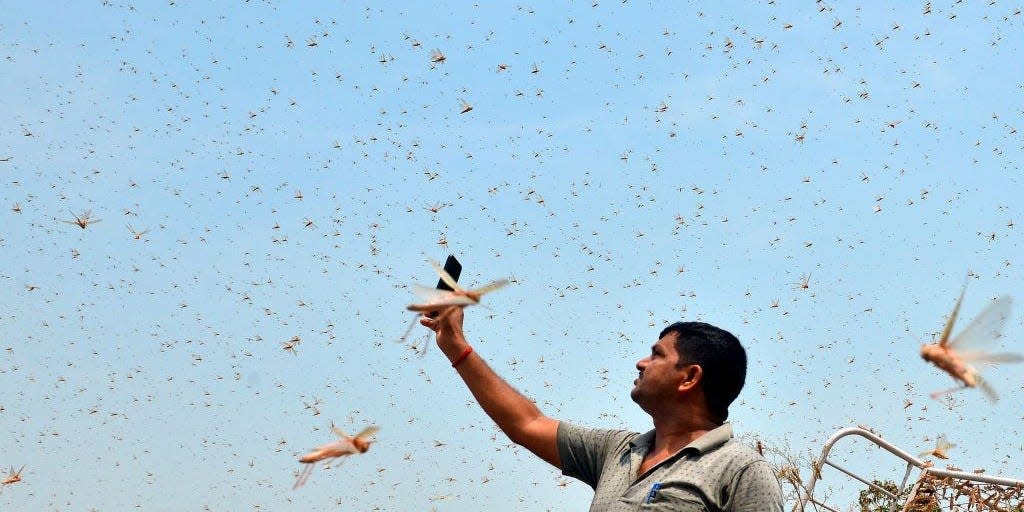 A man takes a picture of a swarm of locusts in Allahabad, India, on June 11, 2020.